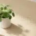 Groene plant in witte keramieken pot op licht eikenhouten bureau, gefotografeerd van bovenaf in zacht natuurlijk daglicht.